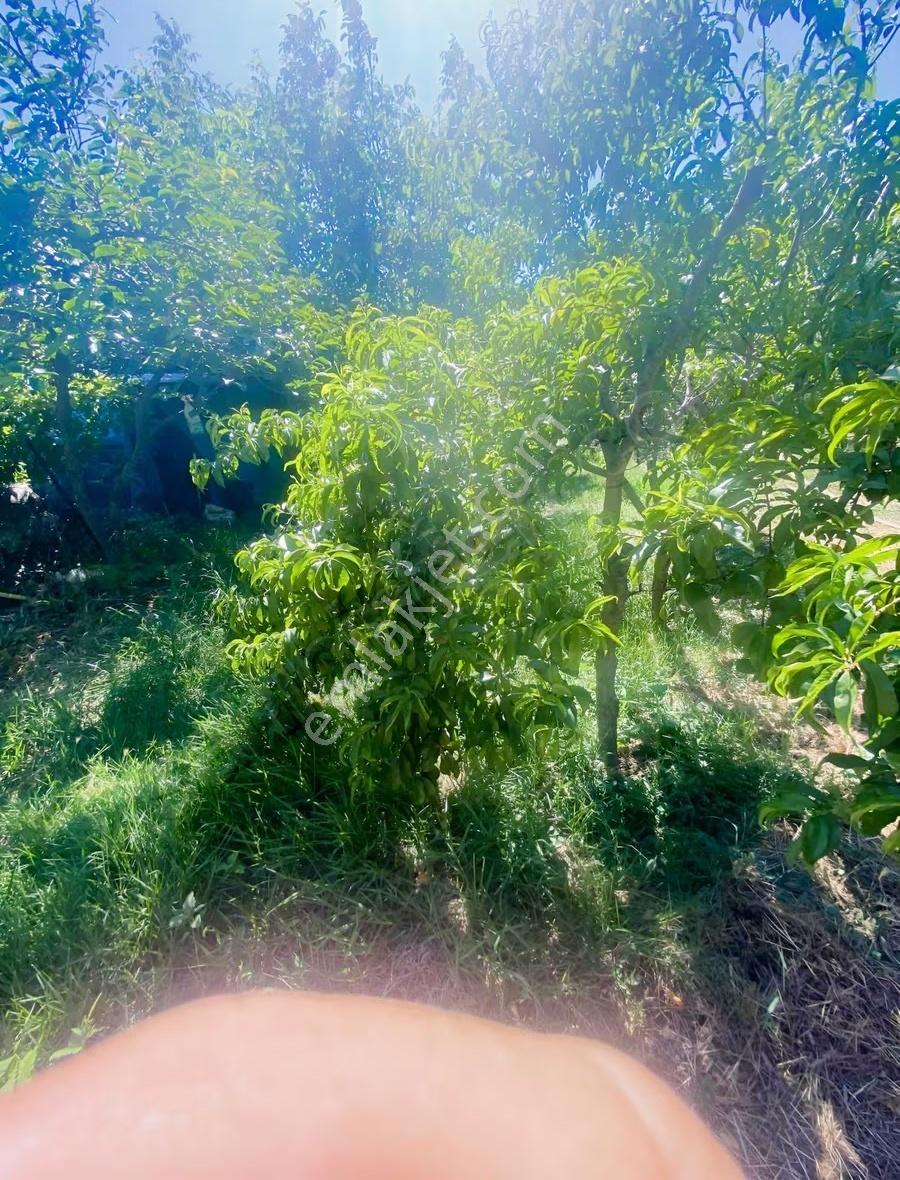 K.paşa Armutlu Tek Tapu Dubleks Evi Olan 1330 M Bahçe Satılıktır - Görsel 14