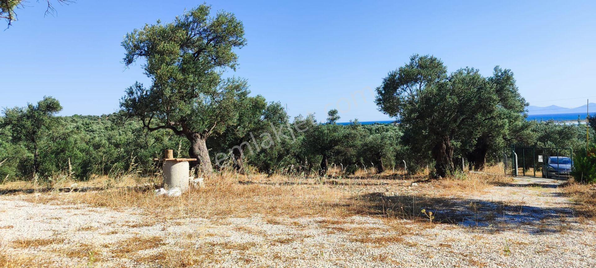 Ayvalık Küçükköy'de Deniz Manzaralı Satılık 5499m² Zeytinlik - Görsel 5