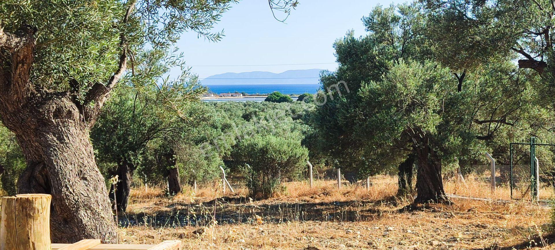 Ayvalık Küçükköy'de Deniz Manzaralı Satılık 5499m² Zeytinlik - Görsel 3