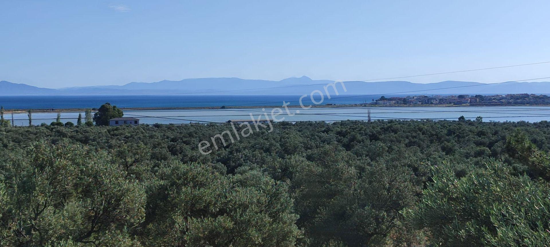 Ayvalık Küçükköy'de Deniz Manzaralı Satılık 5499m² Zeytinlik - Görsel 20
