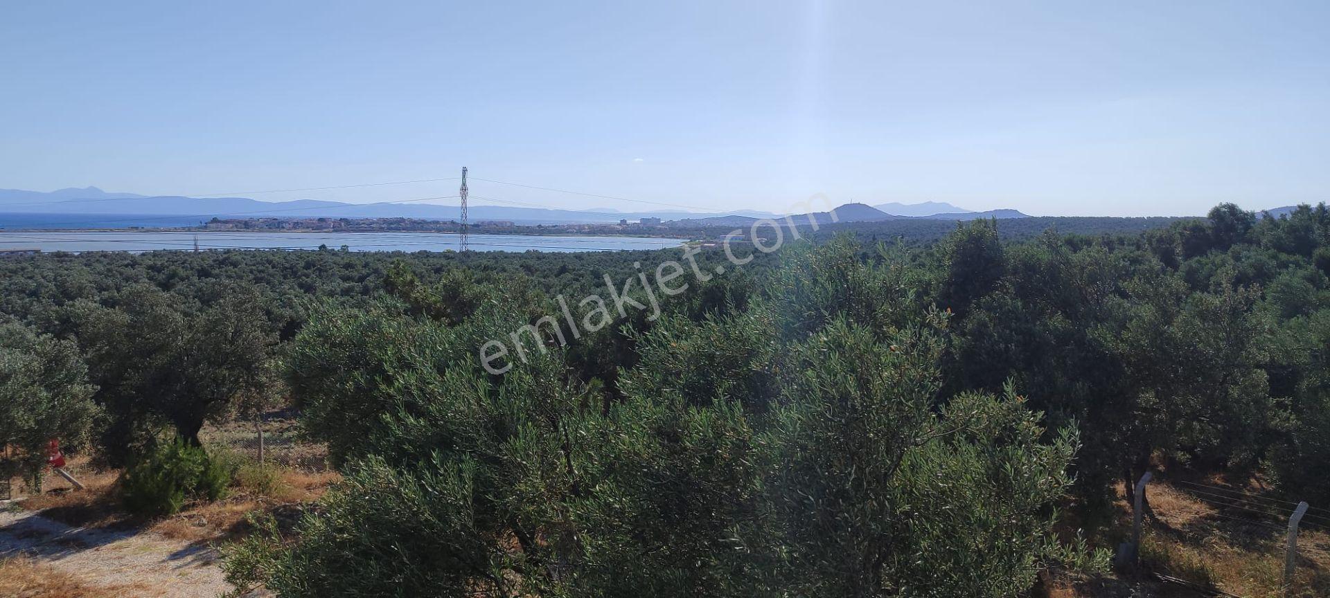 Ayvalık Küçükköy'de Deniz Manzaralı Satılık 5499m² Zeytinlik - Görsel 19