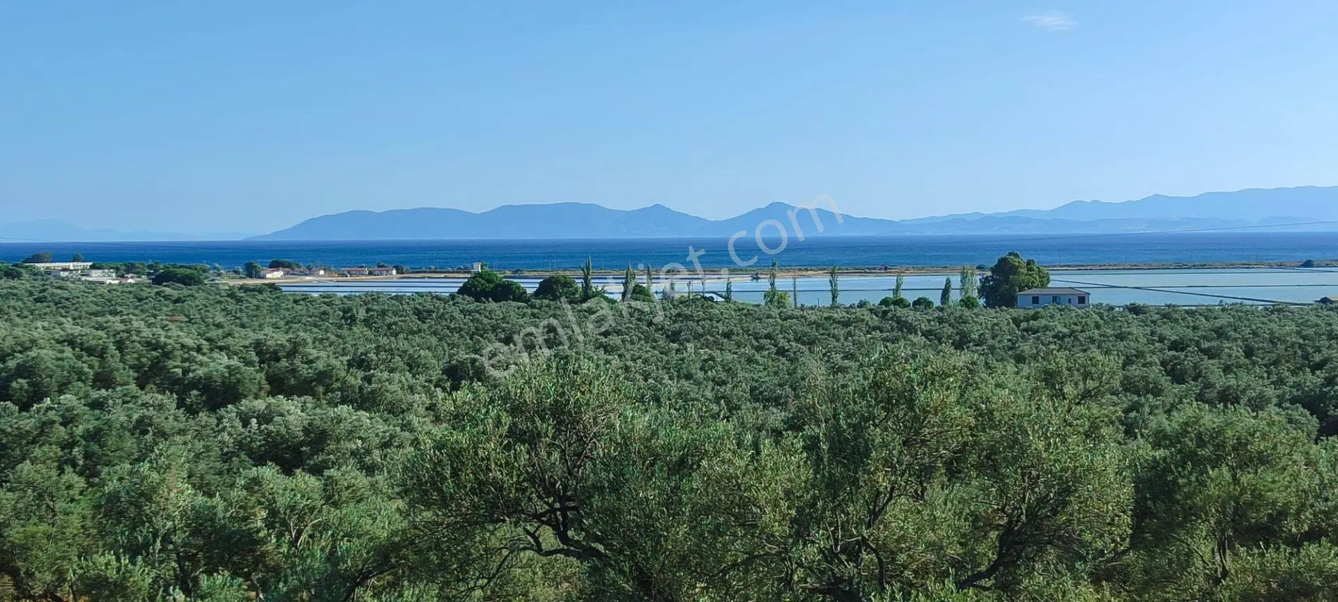 Ayvalık Küçükköy'de Deniz Manzaralı Satılık 5499m² Zeytinlik