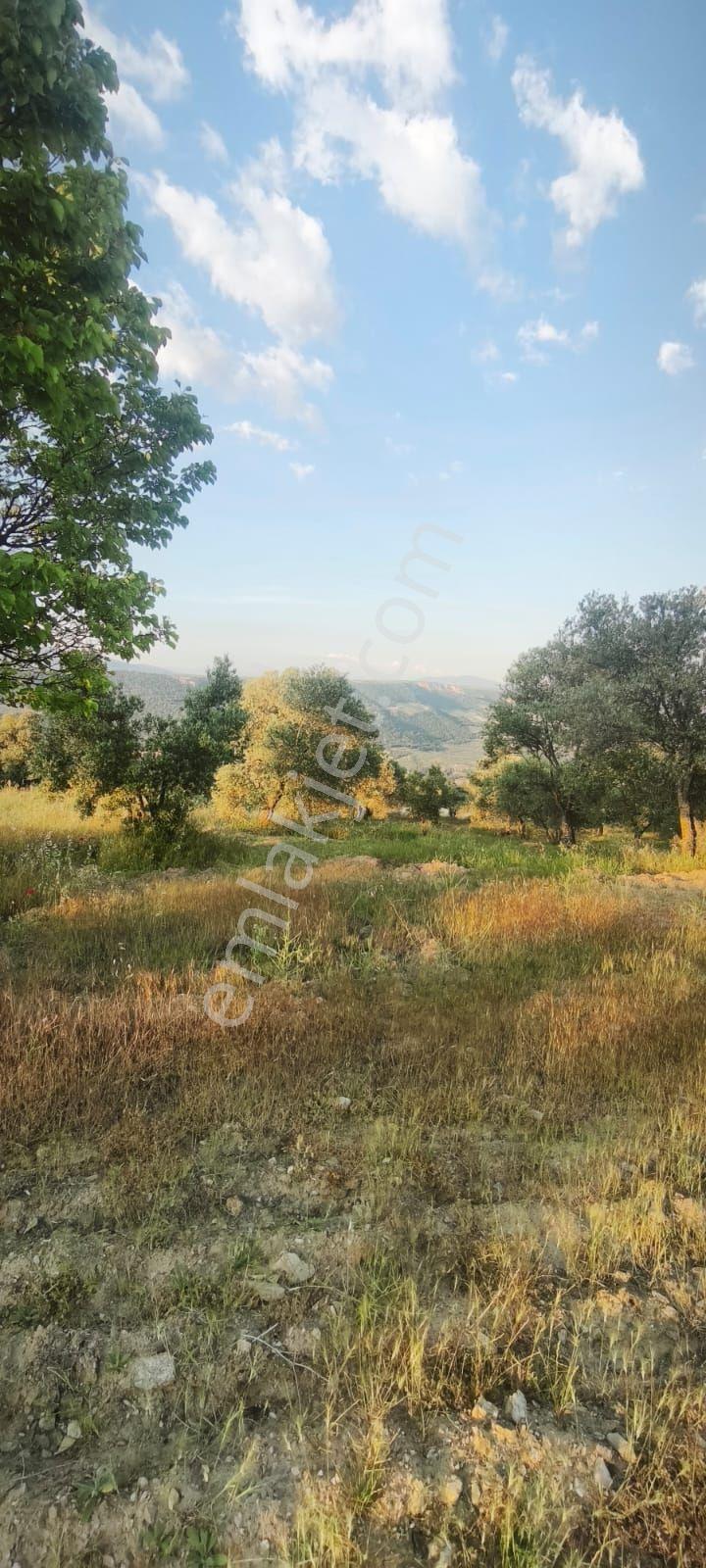 Bozdogan Kızıltepe Köyünde Satılık Bahçe - Görsel 9