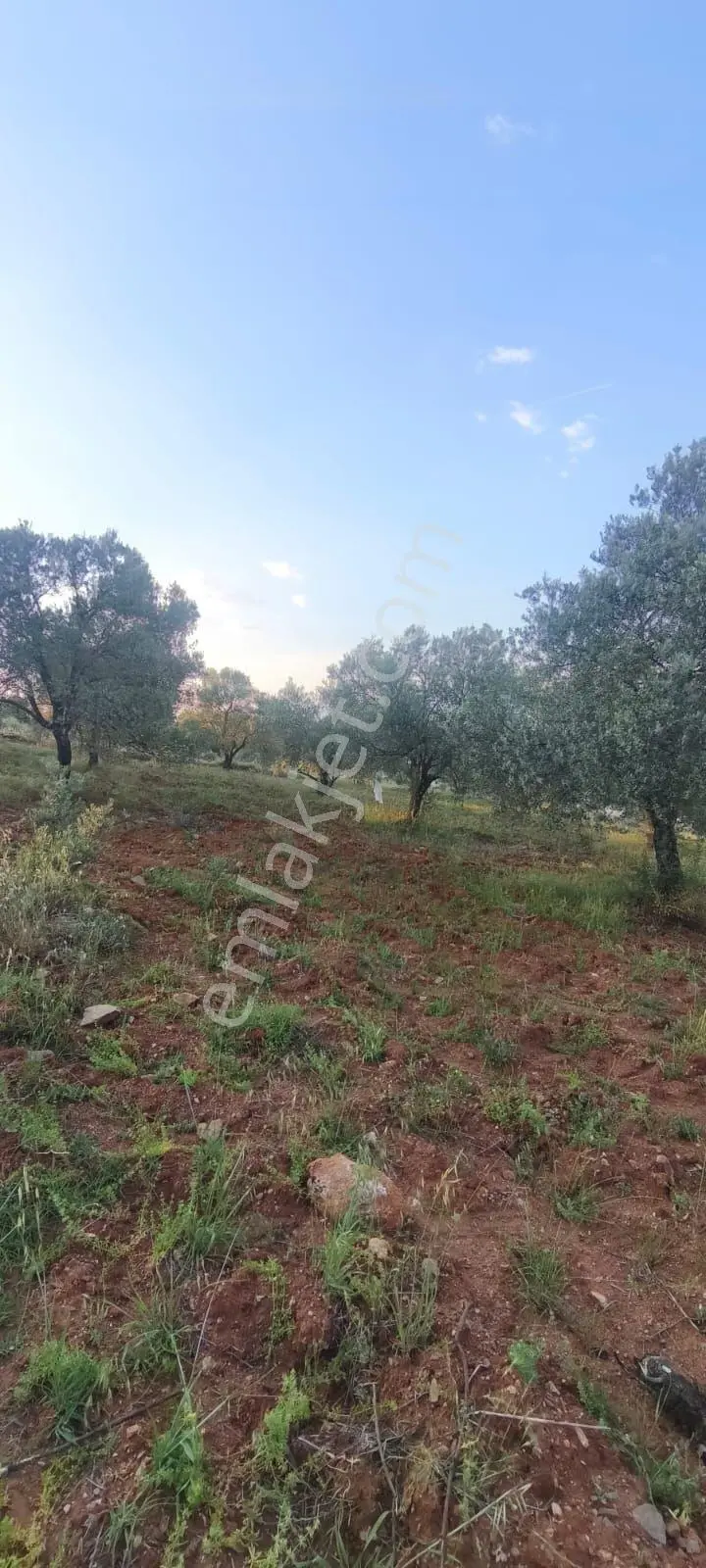 Bozdogan Kızıltepe Köyünde Satılık Bahçe