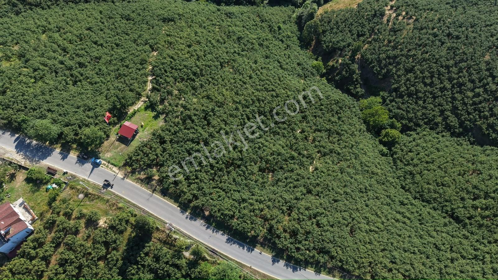 Darıçayırı | Fırsat Fiyatlı | 5.600 M² Bakımlı Fındık Bahçesi - Görsel 5