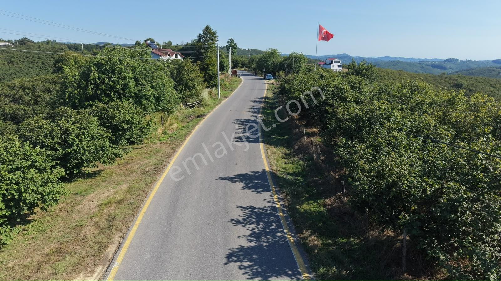 Darıçayırı | Fırsat Fiyatlı | 5.600 M² Bakımlı Fındık Bahçesi - Görsel 4