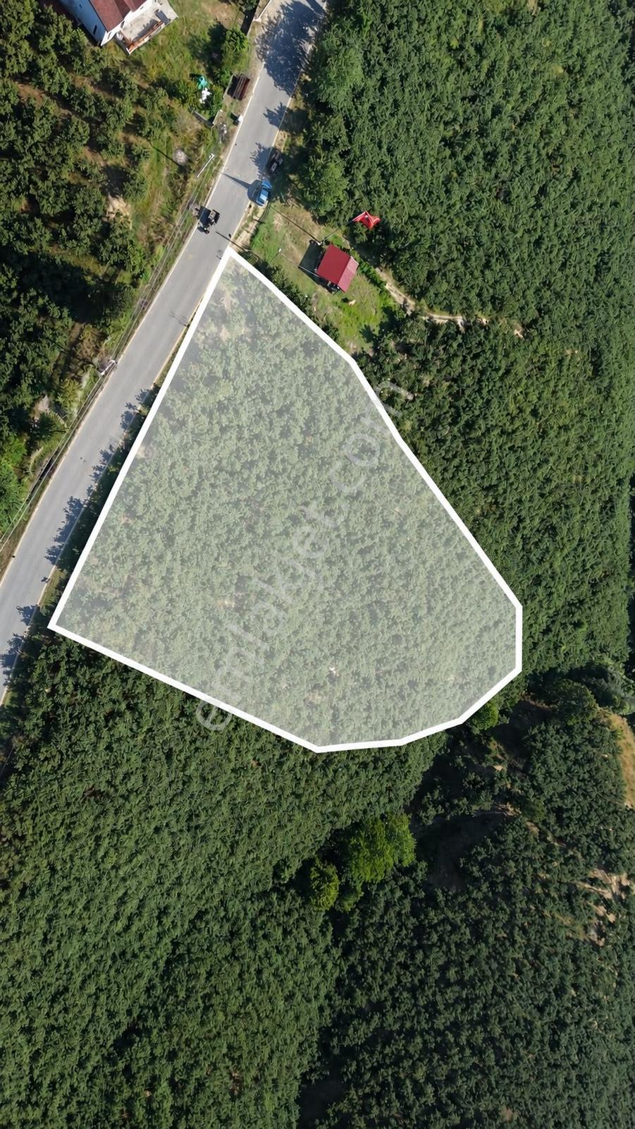 Darıçayırı | Fırsat Fiyatlı | 5.600 M² Bakımlı Fındık Bahçesi