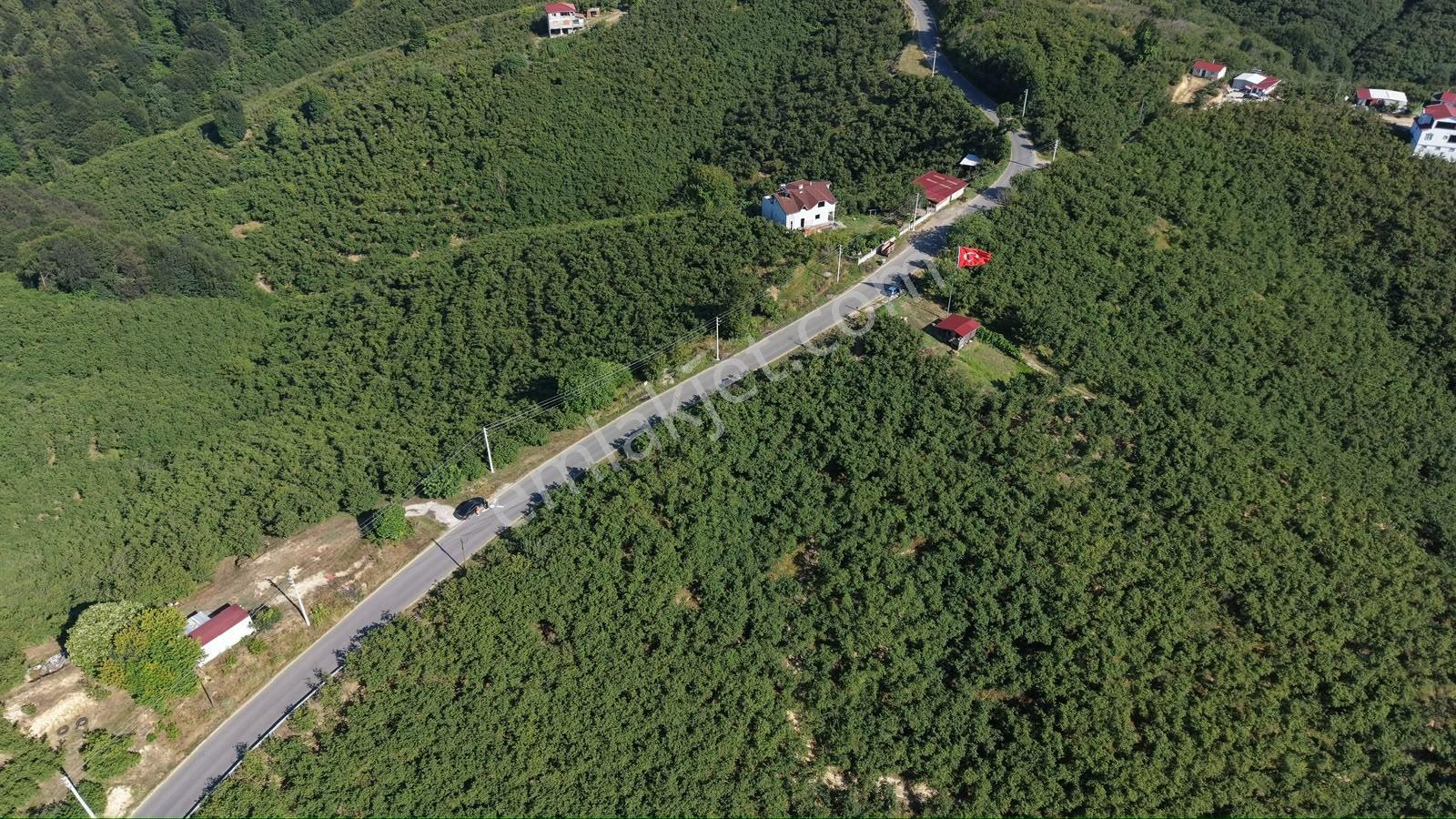 Darıçayırı | Fırsat Fiyatlı | 5.600 M² Bakımlı Fındık Bahçesi - Görsel 6