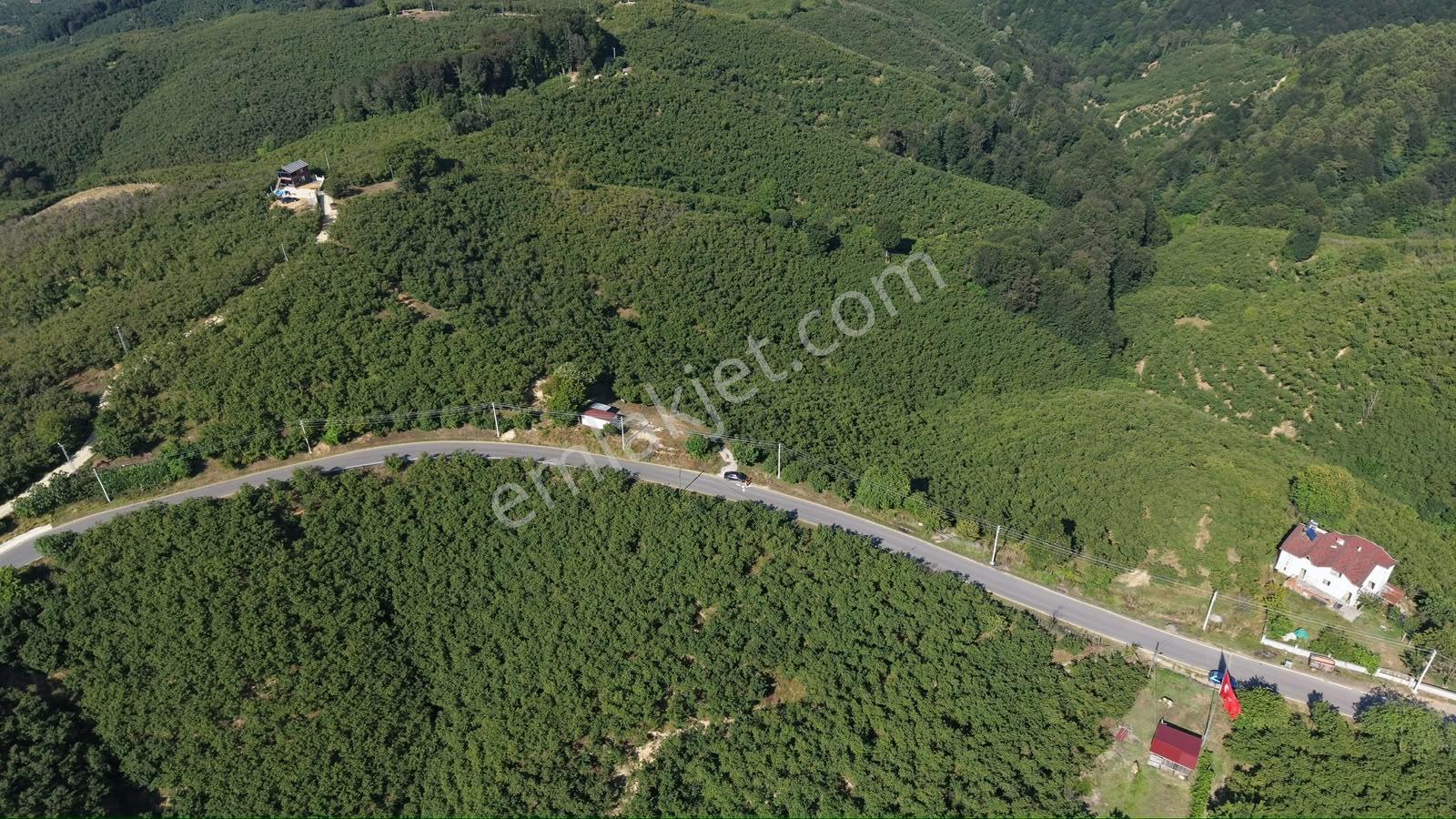 Darıçayırı | Fırsat Fiyatlı | 5.600 M² Bakımlı Fındık Bahçesi - Görsel 3