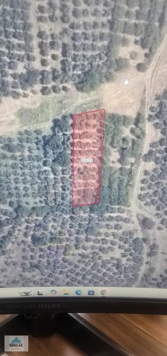 Bursa Gemlik Katırlıda Satılık Zeytinlik