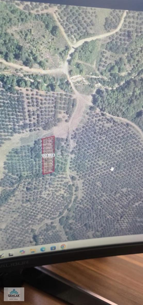 Bursa Gemlik Katırlıda Satılık Zeytinlik - Görsel 3