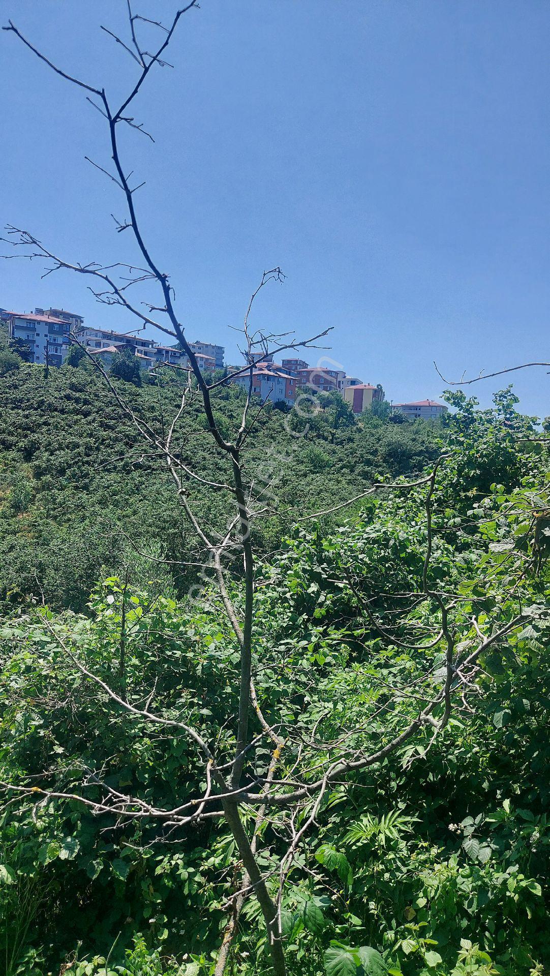 Wisrem'den Giresun Bulancak'ta İmarlı Fırsat Arsa - Görsel 44