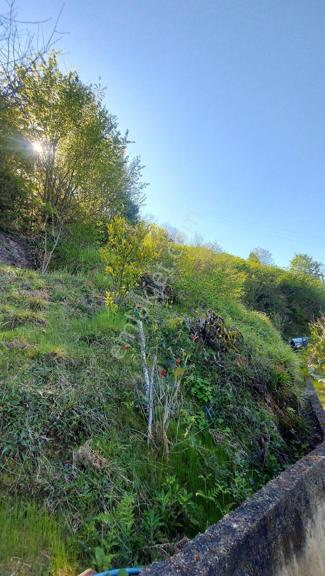 Wisrem'den Giresun Espiye Gülburnunda Muhteşem Manzaralı Arsa - Görsel 55
