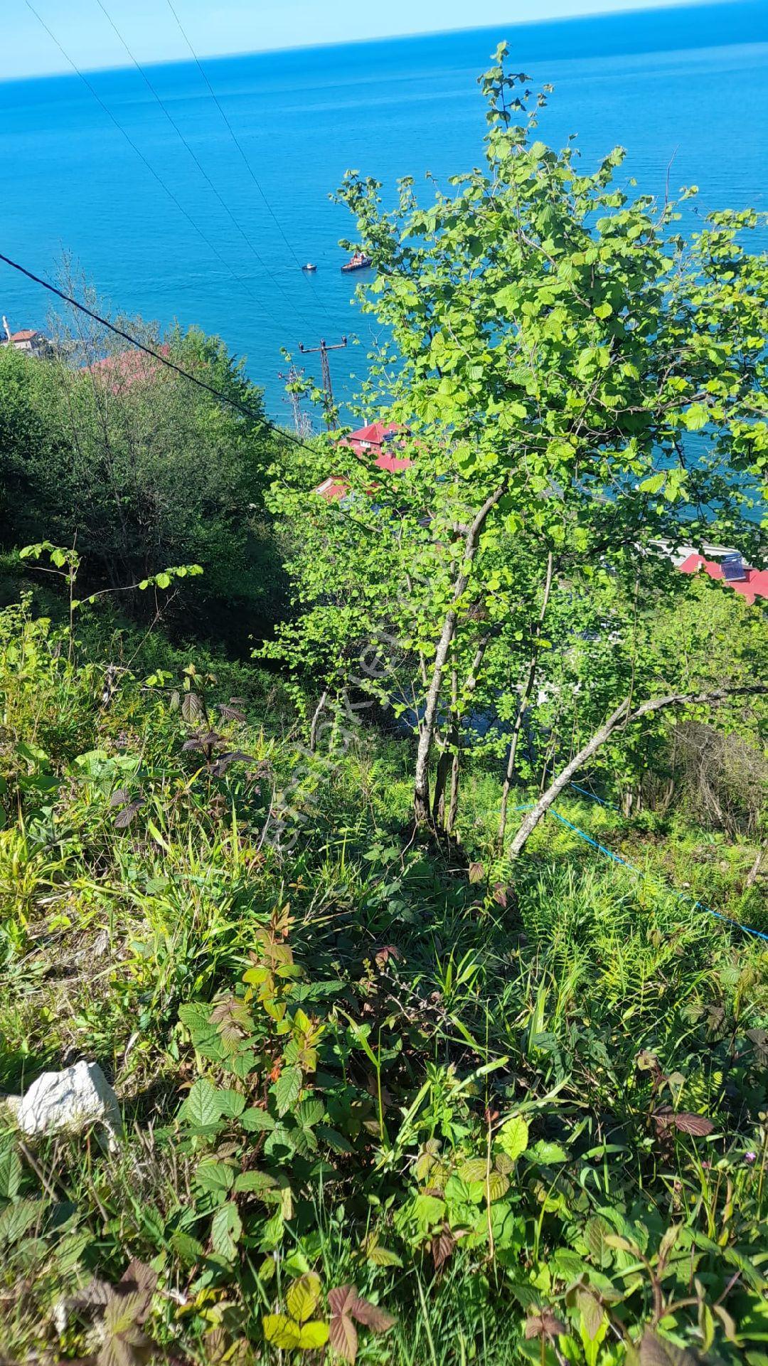 Wisrem'den Giresun Espiye Gülburnunda Muhteşem Manzaralı Arsa - Görsel 10
