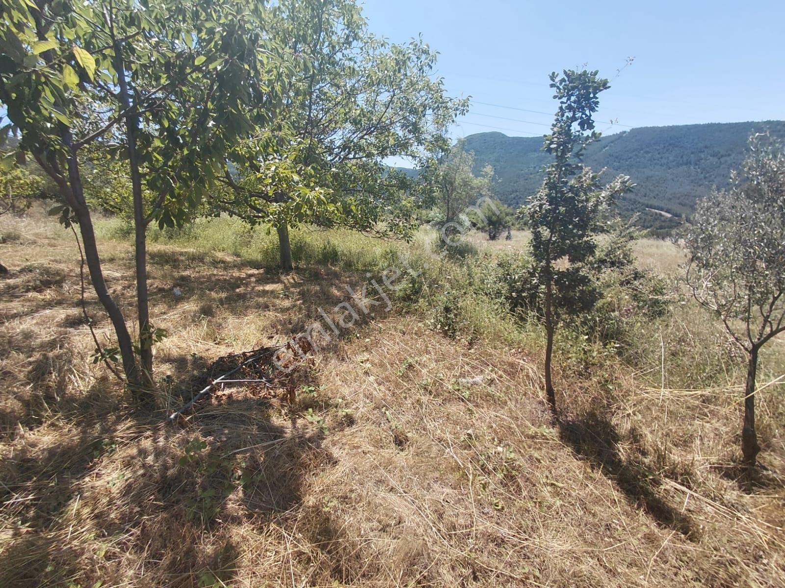 Geyve Hırka'da Meyve Ağaçlı Ve Doğa İçinde 5.278 M² Bahçe - Görsel 6