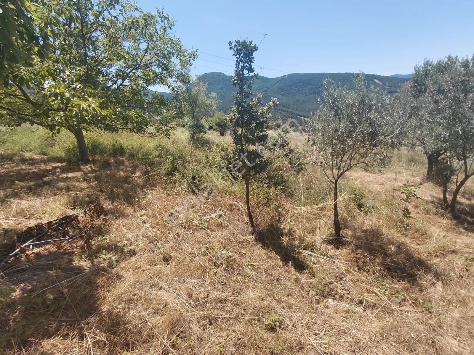 Geyve Hırka'da Meyve Ağaçlı Ve Doğa İçinde 5.278 M² Bahçe - Görsel 5