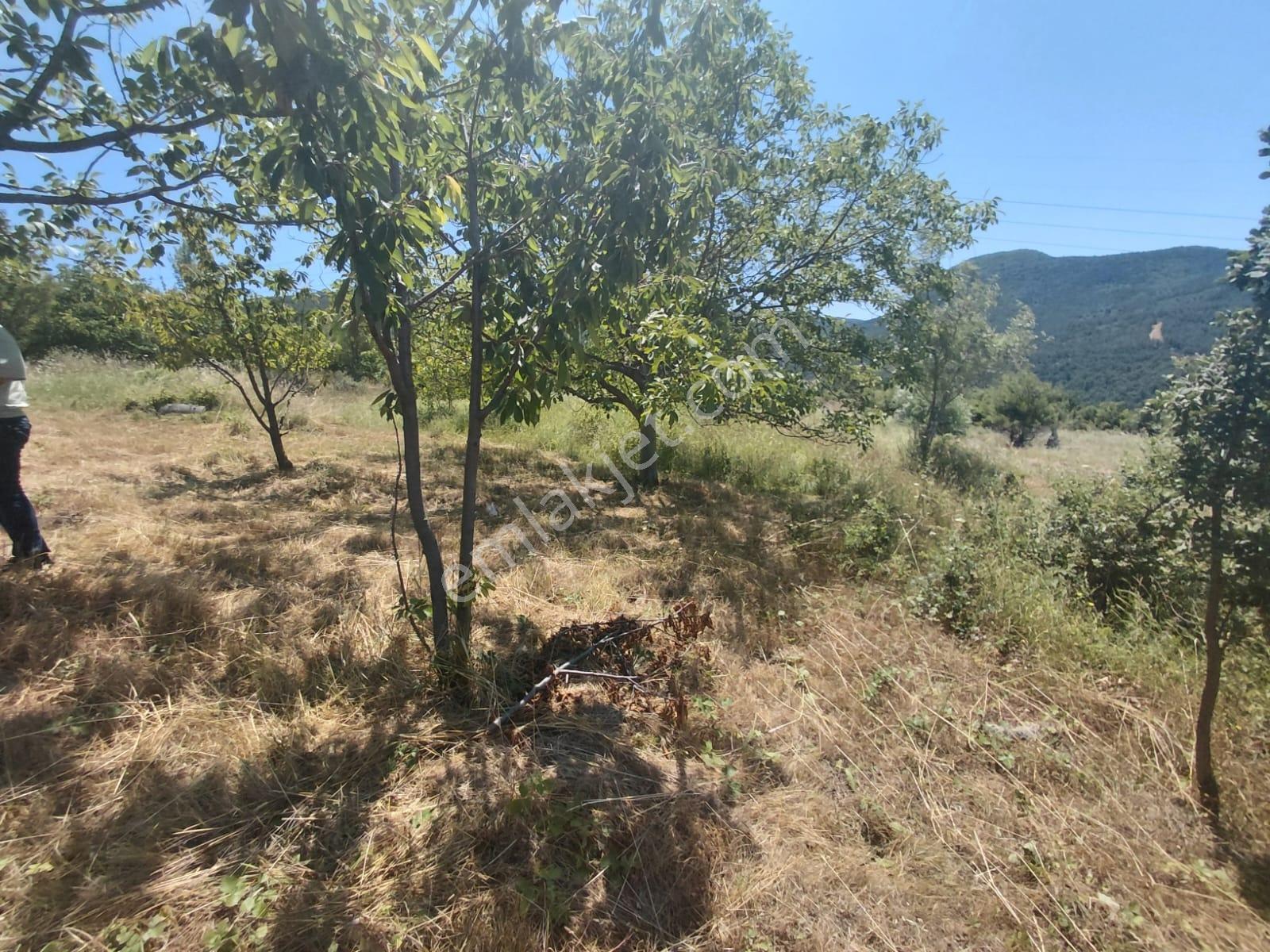 Geyve Hırka'da Meyve Ağaçlı Ve Doğa İçinde 5.278 M² Bahçe - Görsel 31