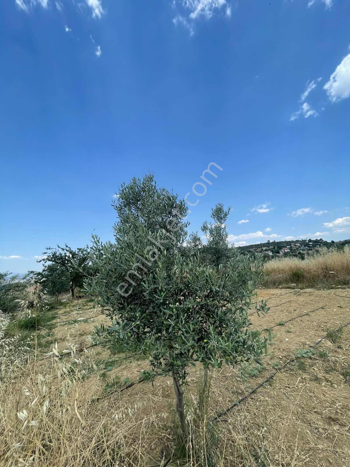 Satılık 761m2 Hobi Bahçesi Yatağan Muğla - Görsel 2