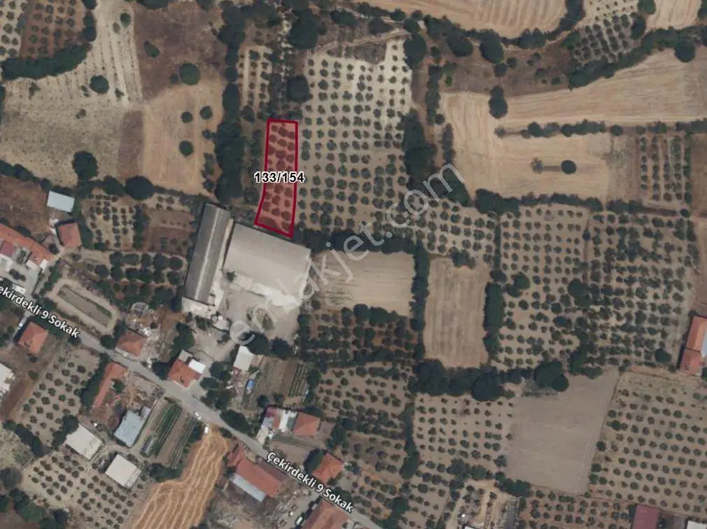 Elfi Den Çekirdekli Mahallesinde Satılık Zeytinlik - Görsel 3