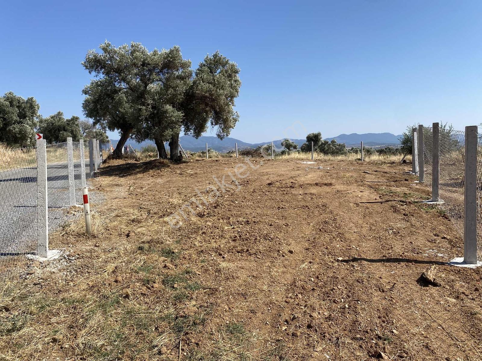 Akar Emlaktan Satılık Zeytinlik - Görsel 4