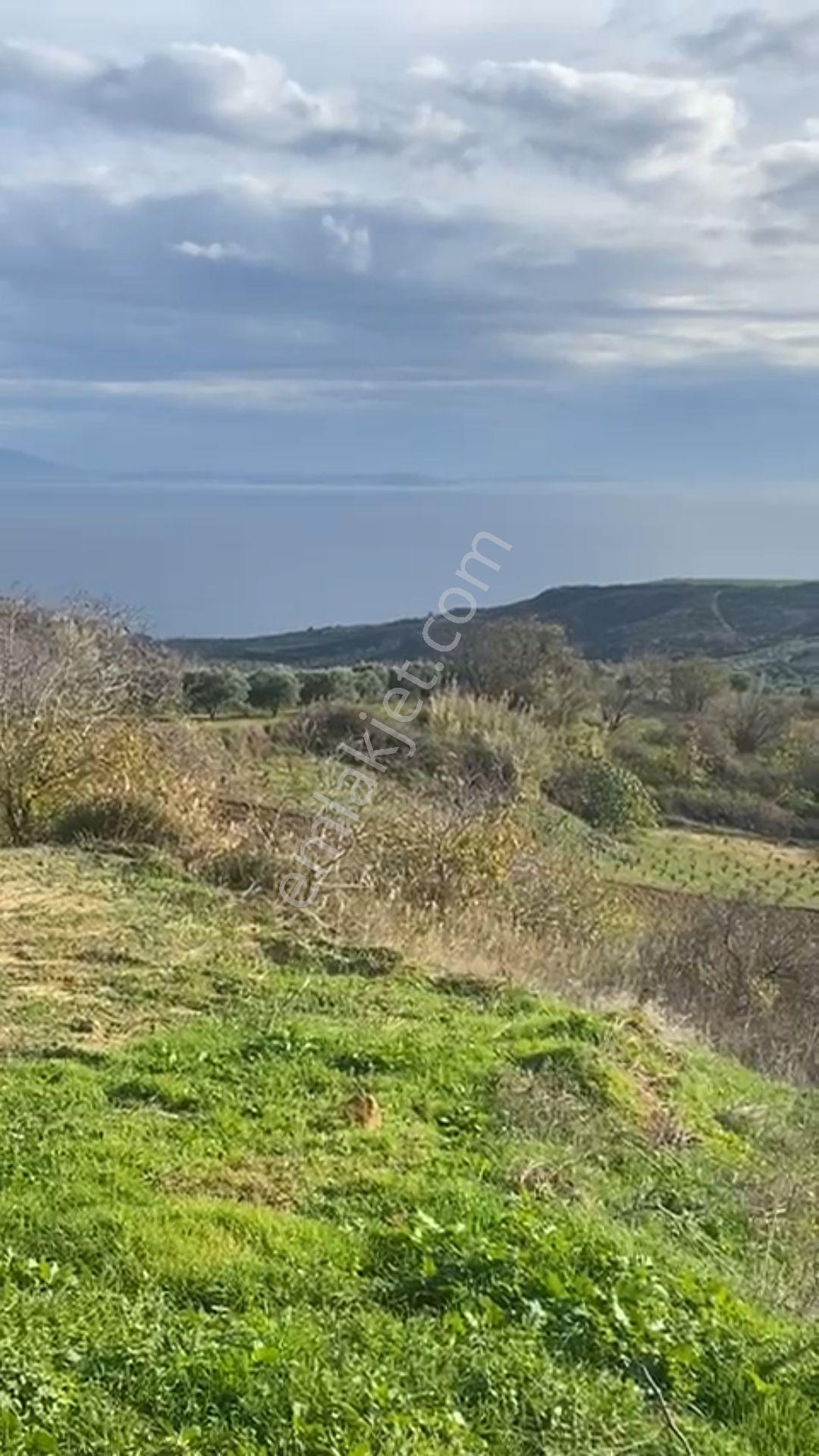 Tekirdağ Şarköy Kirazlı Mahallesi'nde Muhteşem Deniz Manzaralı Satılık Tarla