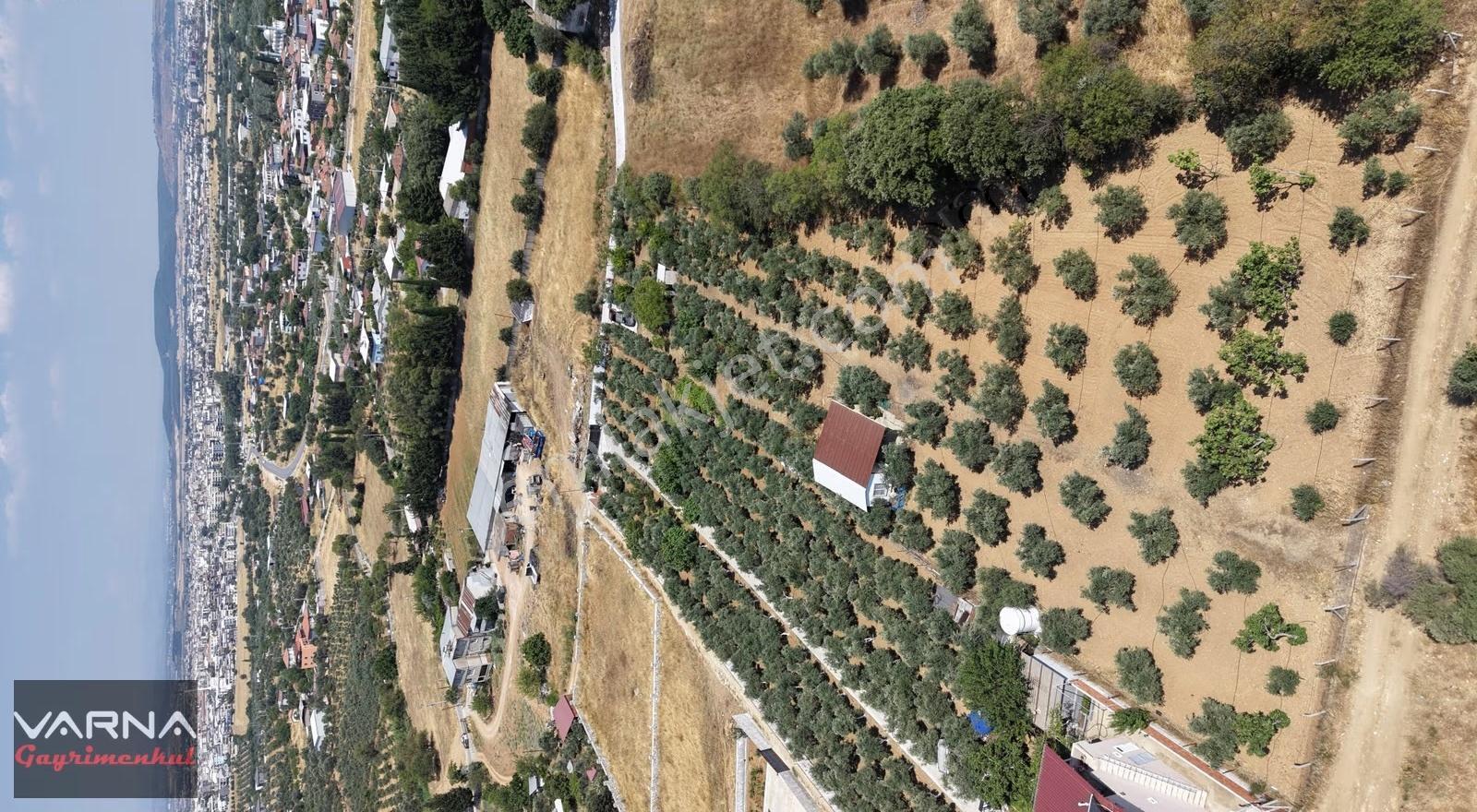 Menderes Dereköy'de Satılık 4765 M2 Resmi Tapulu Tarla - Görsel 12