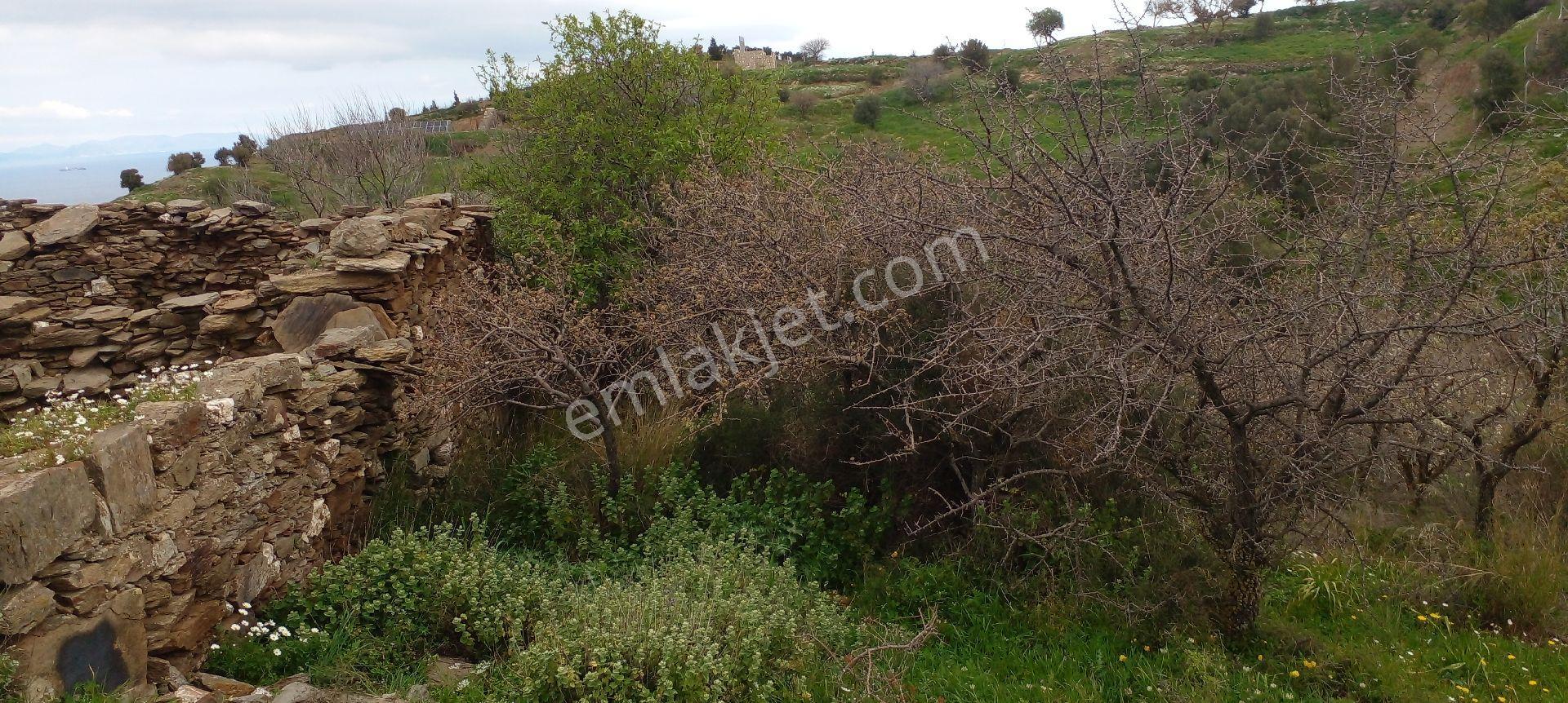Mor Çiçek Emlak Karaburun Sarpıncıkta Full Deniz Manzaralı Tarla - Görsel 3