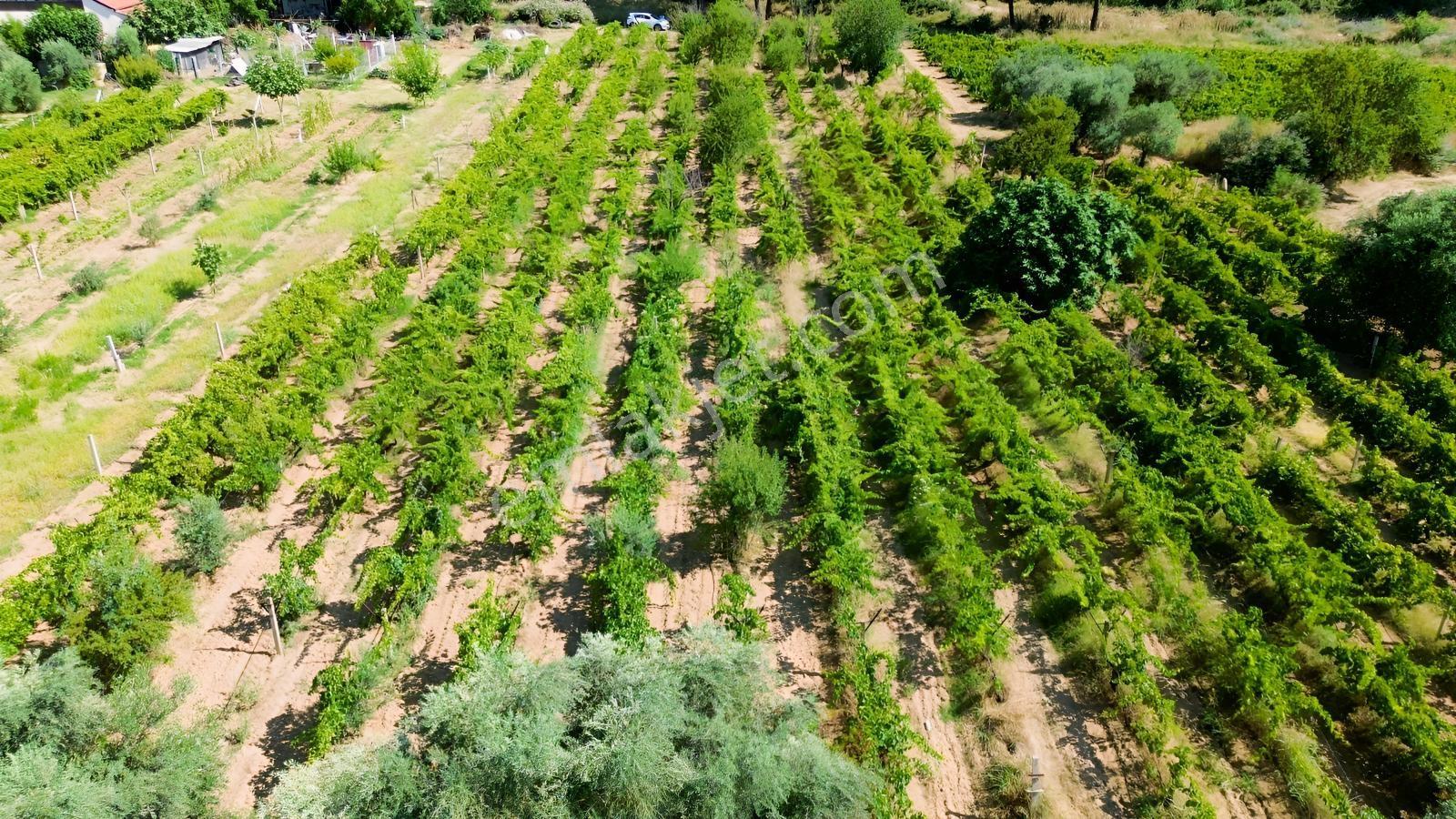 Erz'den Manisa Ahmetli Gökkaya'da Tek Tapu 3.285 M² Üzüm Bağı - Görsel 13