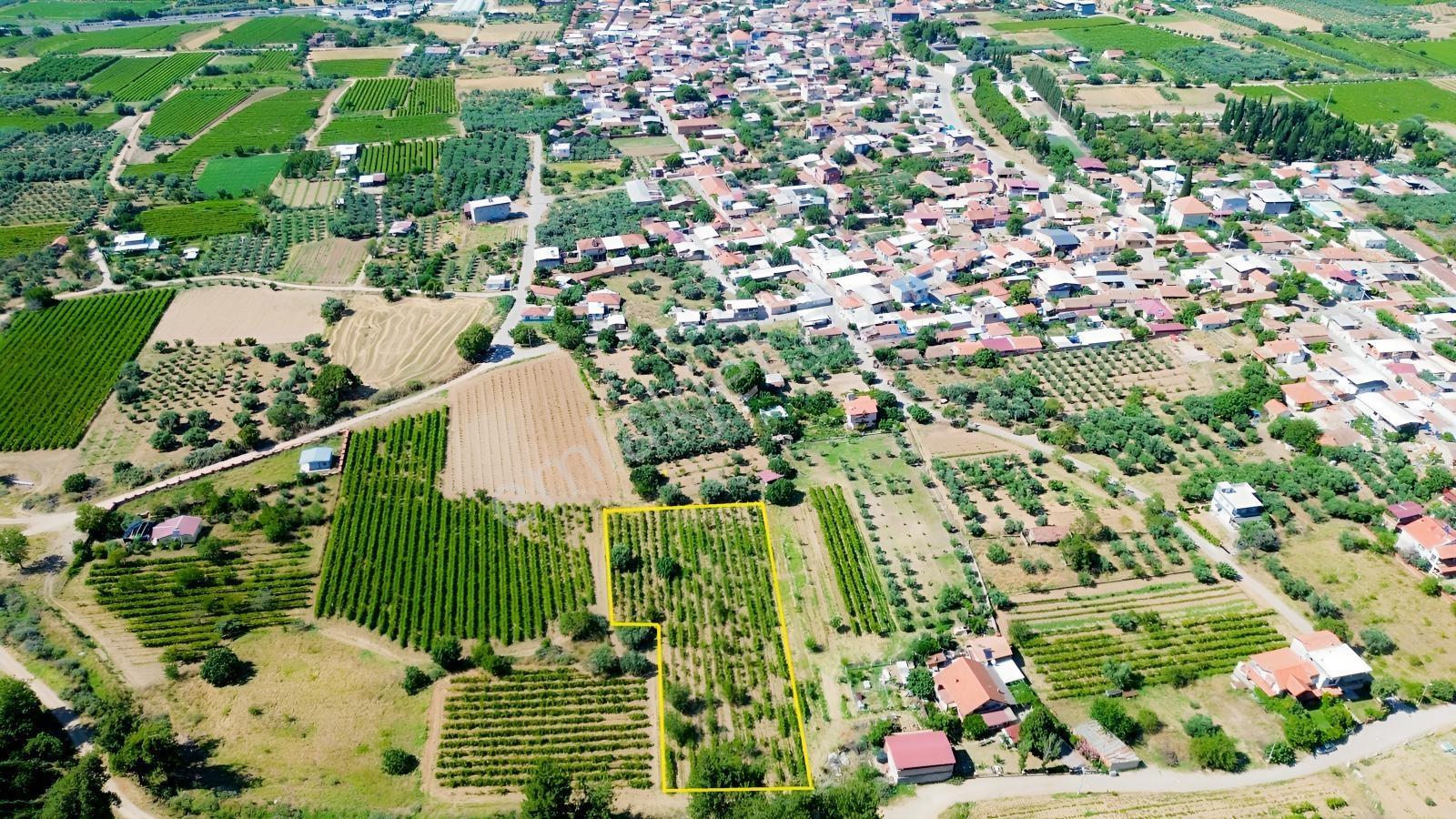 Erz'den Manisa Ahmetli Gökkaya'da Tek Tapu 3.285 M² Üzüm Bağı - Görsel 3
