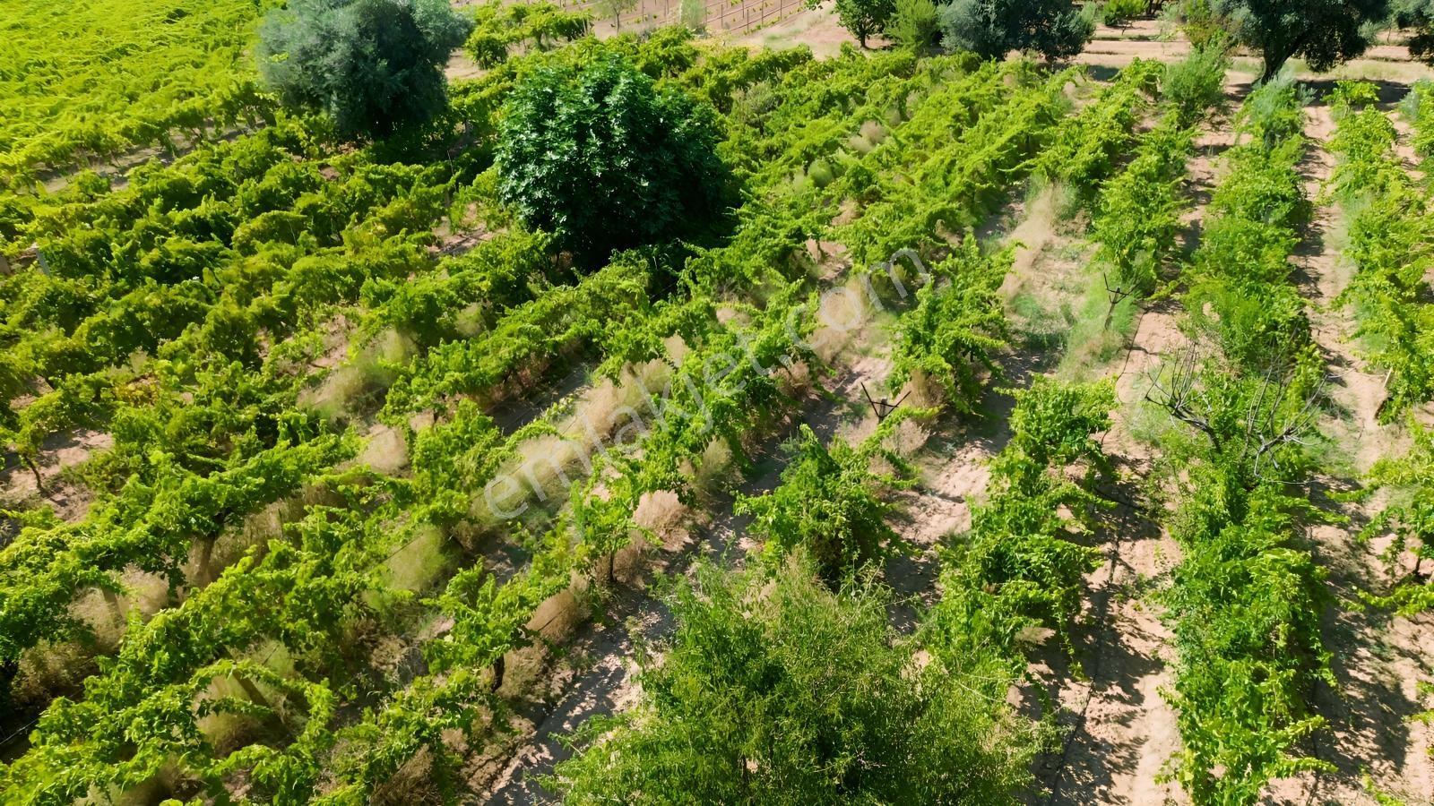 Erz'den Manisa Ahmetli Gökkaya'da Tek Tapu 3.285 M² Üzüm Bağı - Görsel 15