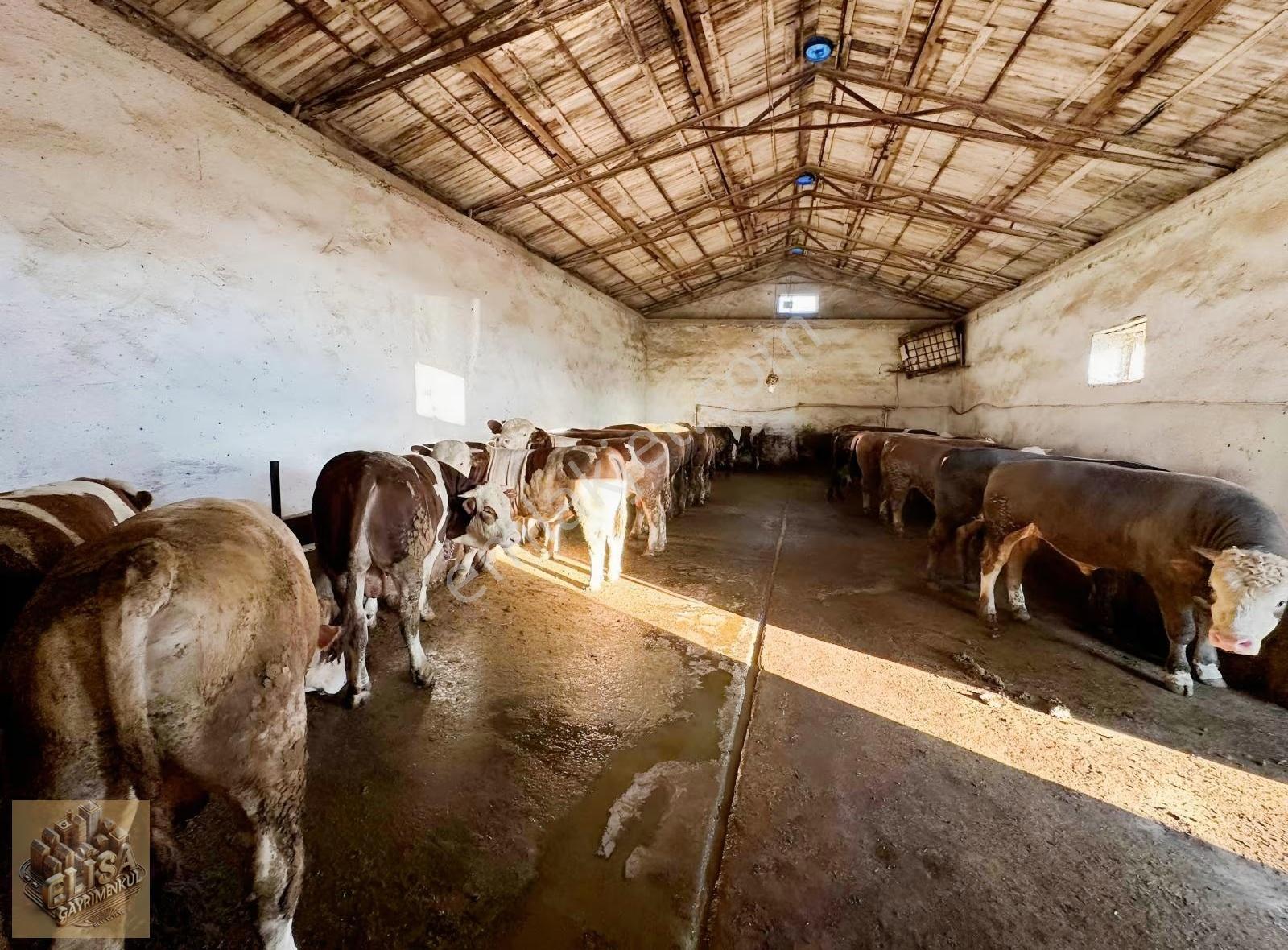 Bünyan Burhaniye'de 60 70 Büyük Başlık Satılık Ahır Ev Ve Arsa - Görsel 4