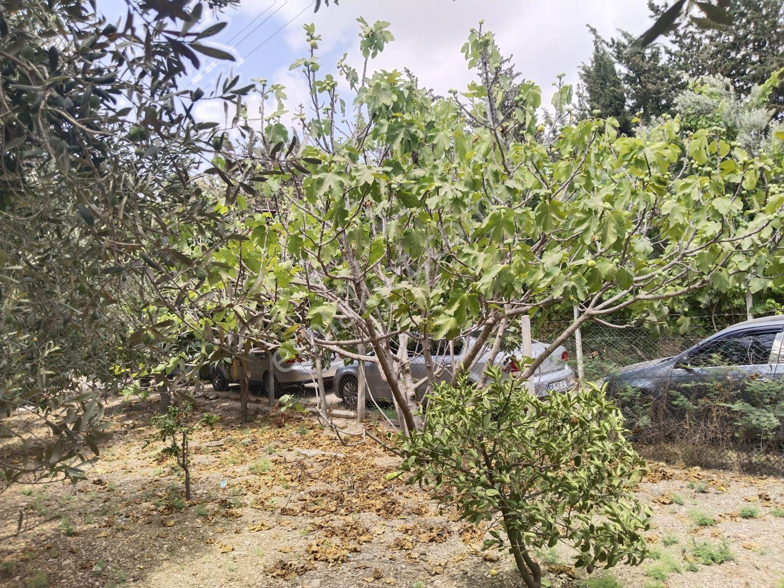 Sarcam Yürekli Mh Arsamız Satılık - Görsel 8