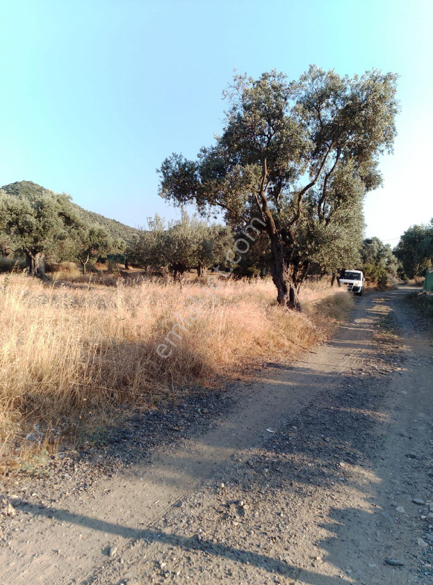 İzmir Bayındır Yusuflu 2105 M2 Satılık Zeytinlik - Görsel 4