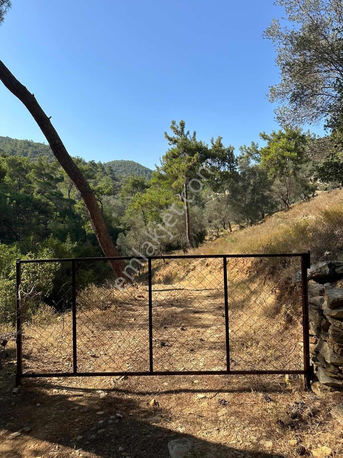 Bodrum Kızılağaç Mevkii 1221m2 Zeytinli Tarla - Görsel 17