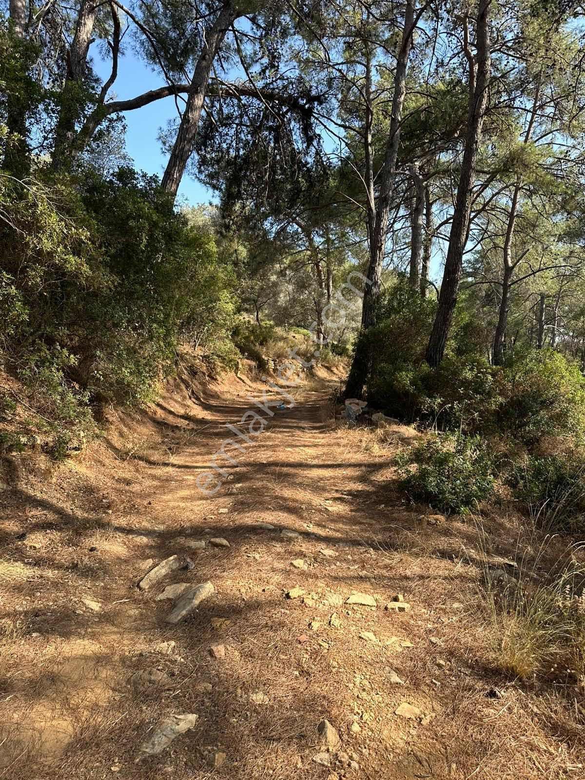 Bodrum Kızılağaç Mevkii 1221m2 Zeytinli Tarla - Görsel 5