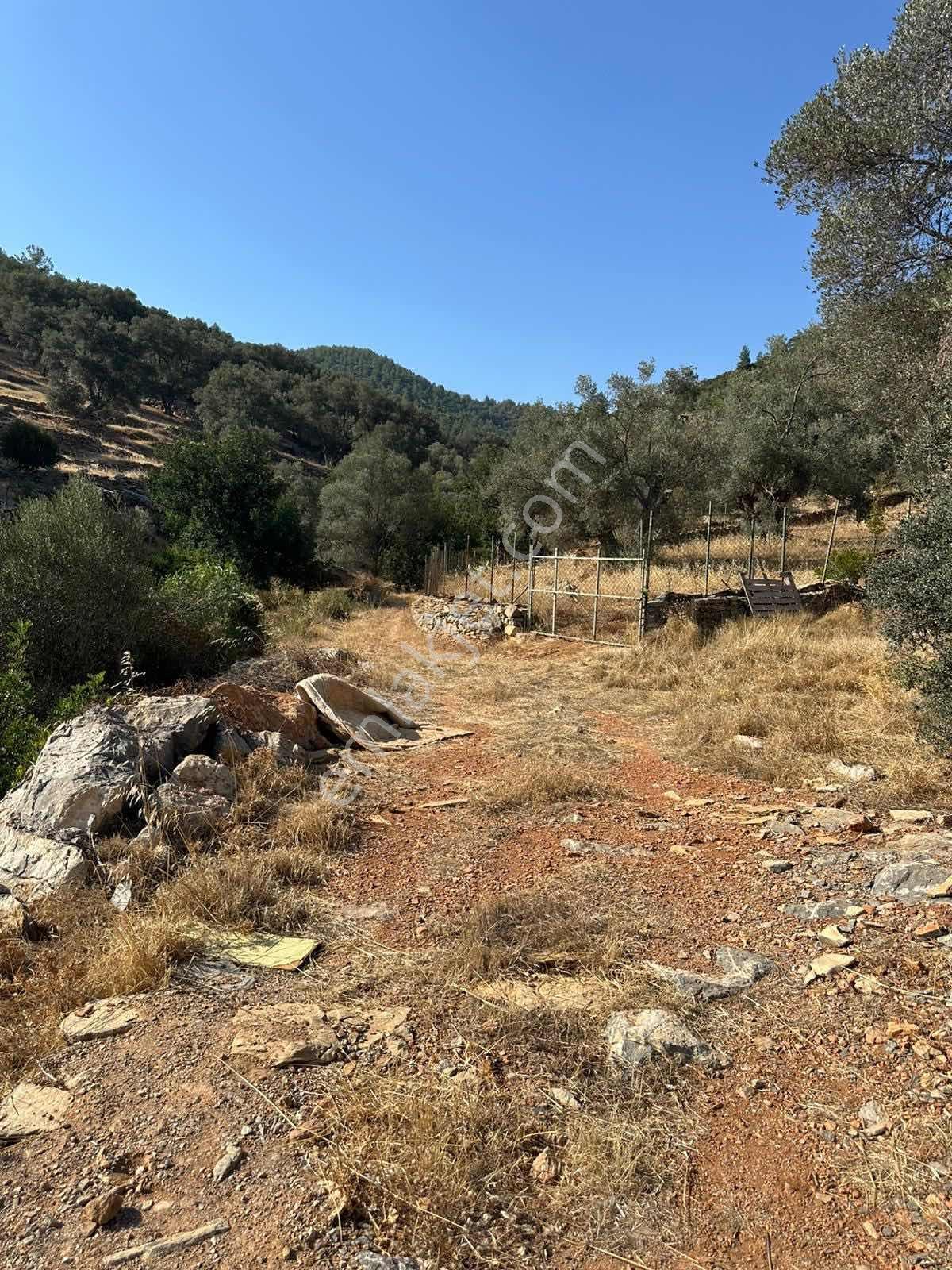 Bodrum Kızılağaç Mevkii 1221m2 Zeytinli Tarla - Görsel 14