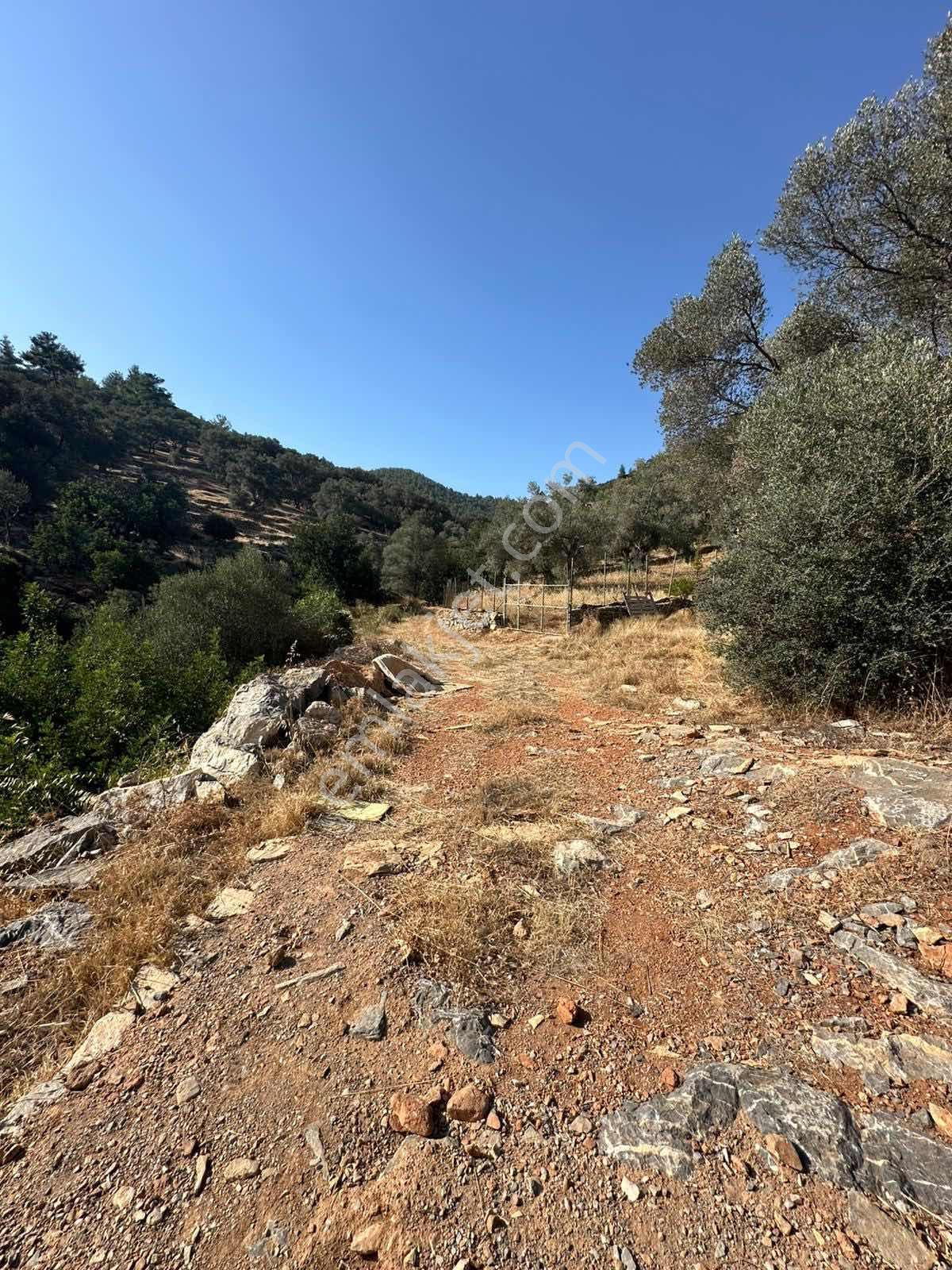 Bodrum Kızılağaç Mevkii 1221m2 Zeytinli Tarla - Görsel 19