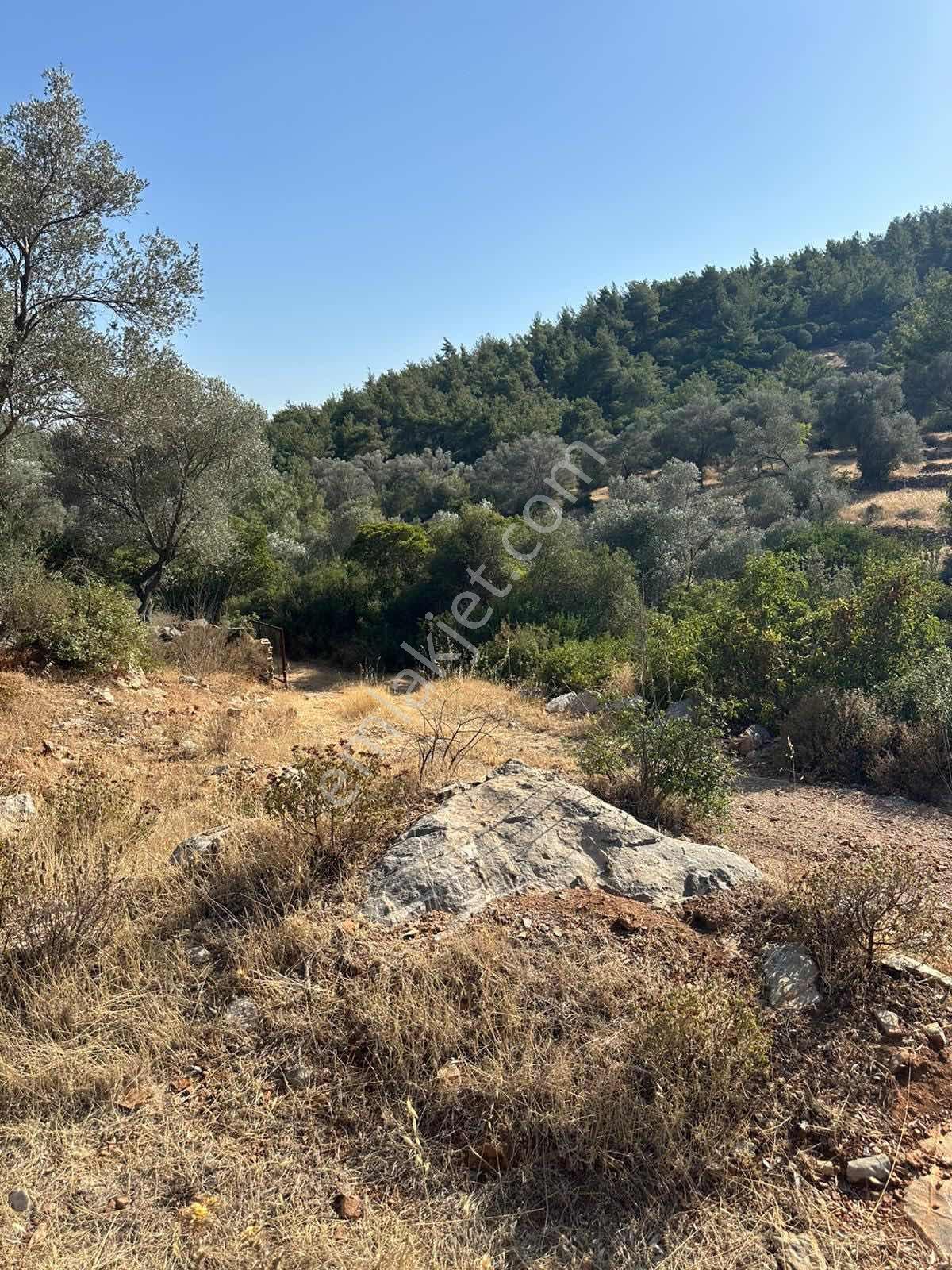 Bodrum Kızılağaç Mevkii 1221m2 Zeytinli Tarla - Görsel 3