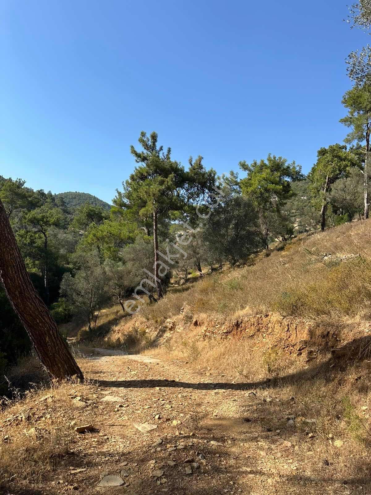 Bodrum Kızılağaç Mevkii 1221m2 Zeytinli Tarla - Görsel 15