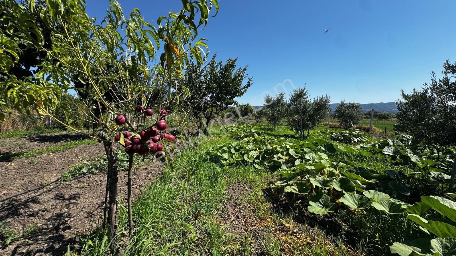 Satılık Merkeze 4 Dk 2237 M2 %40 İki Kat İmarlı Arsa Ve Tarla - Görsel 3