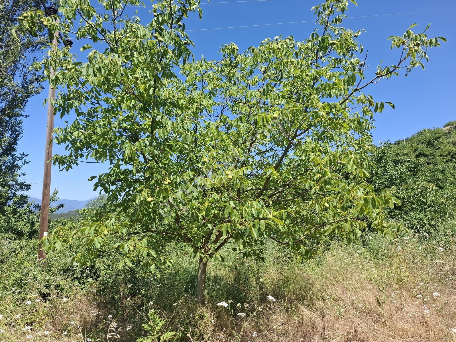 Geyve Ceceler'de Yatırımlık Ve Kullanıma Hazır Müstakil Bahçe - Görsel 18