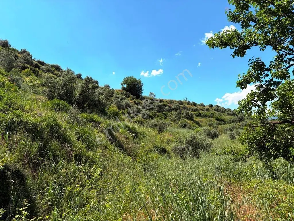 Bozdoğan Yeni Mahallede 12.860,32 M², Ulaşımı Kolay Zeytinlik - Görsel 4