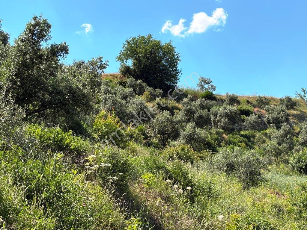 Bozdoğan Yeni Mahallede 12.860,32 M², Ulaşımı Kolay Zeytinlik - Görsel 6