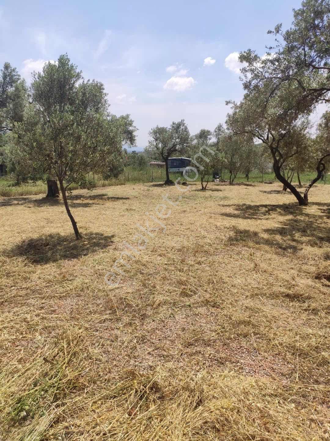 Kemalpaşa Vişnelide Eltrk.su Ve Resmi Yollu Tarla 471 M2 - Görsel 7