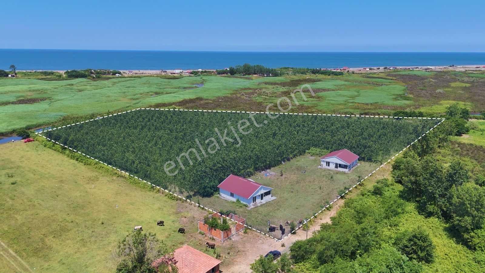 İlyas Nas'tan Çaltıda 1000 Adet Kavak Dahil, 20 Bin M2 Tarla