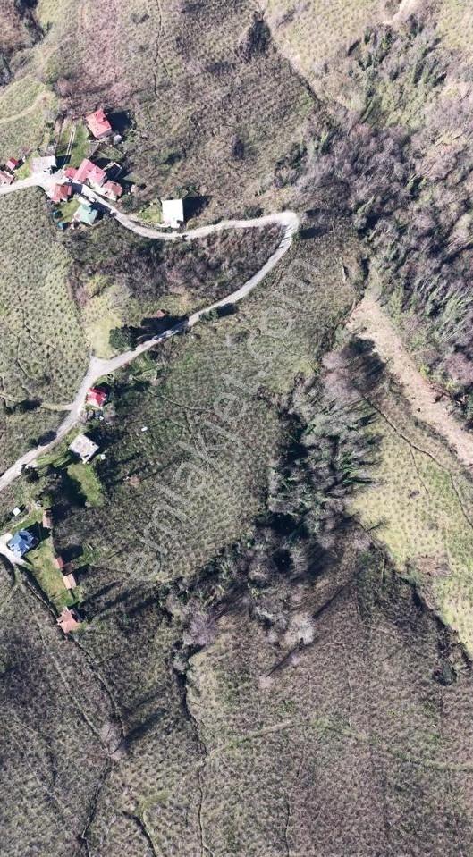 Akçatepe'de Deniz Ve Ordu Manzaralı Satılık Fındık Bahçesi - Görsel 4