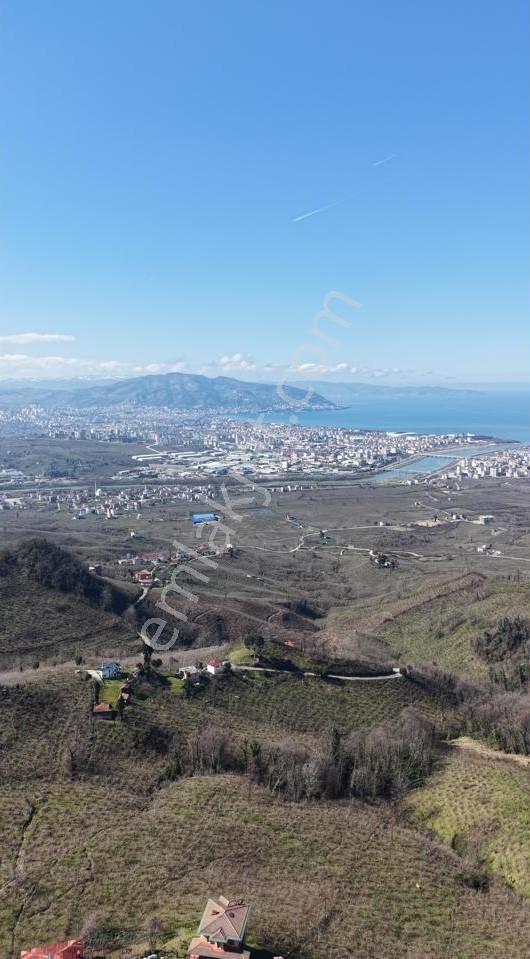 Akçatepe'de Deniz Ve Ordu Manzaralı Satılık Fındık Bahçesi - Görsel 5