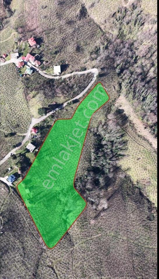 Akçatepe'de Deniz Ve Ordu Manzaralı Satılık Fındık Bahçesi - Görsel 2