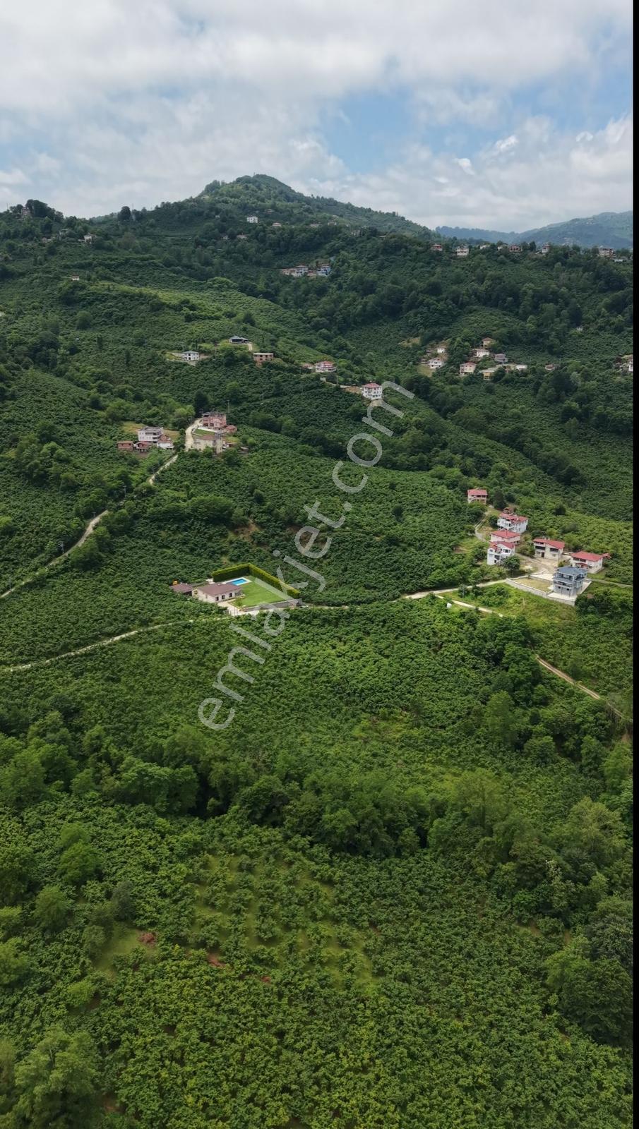 Beyli Köyünde Satılık Fındık Bahçesi - Görsel 9
