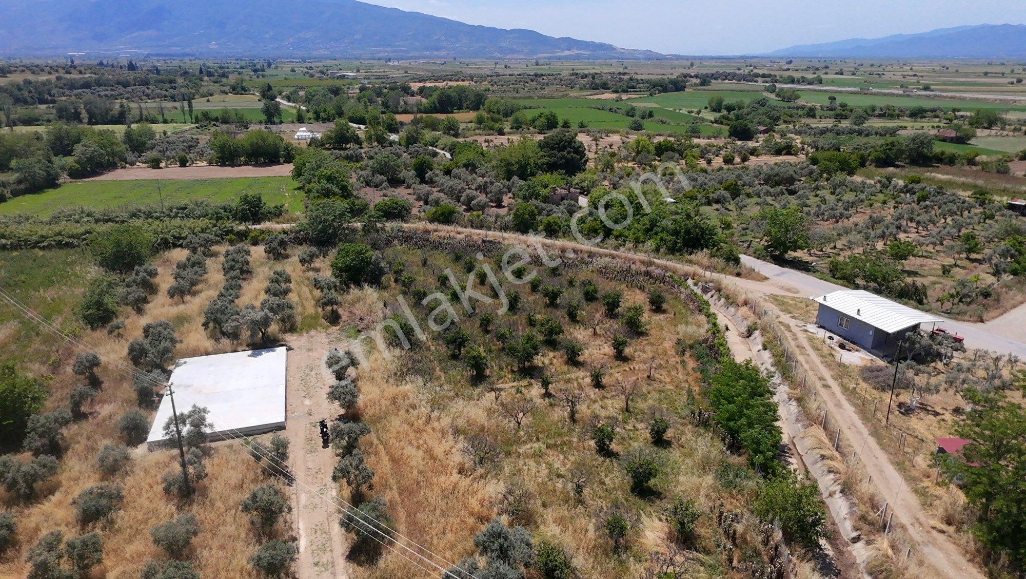 🚨 Satılık 3 Dönüm Zeytinlik – Villalık Arazi! 🌿🏡 - Görsel 5